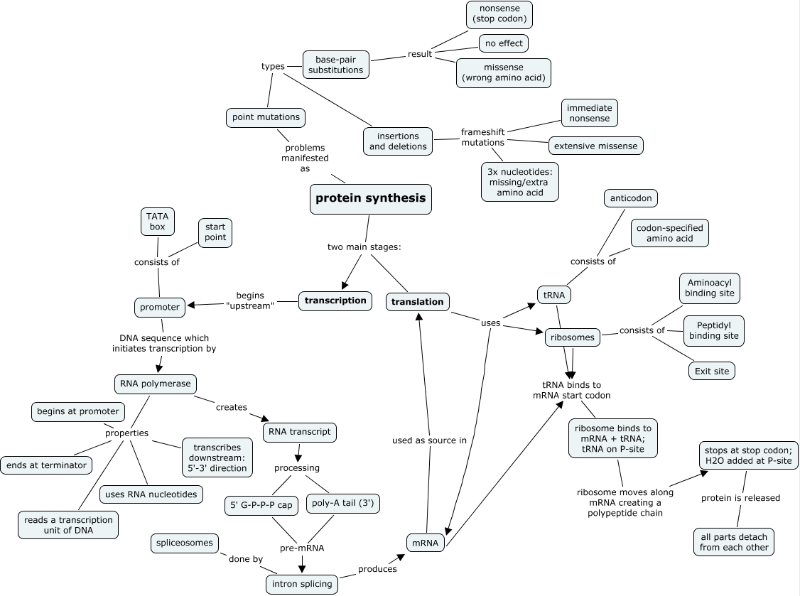 PROTEIN SYNTHESIS CONCEPT MAP protein synthesis